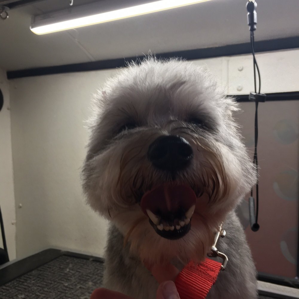 Tiny Bubbles Mobile Grooming - Pet Groomers Near Me - Los Olivos, California