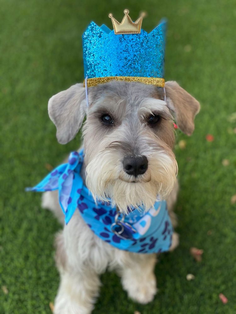 MA & PAWS PET GROOMING Updated June 2024 142 Photos & 40 Reviews