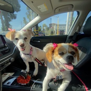 Doggie Styles - Pet Groomers Near Me - Glendora, California