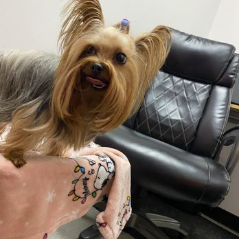 Grooming Tailz - Moises groomed - Pet Groomers Near Me - Riverside, California
