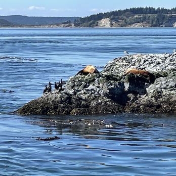 Outer Island Expeditions - Sea lions - Fishing Near Me - Anacortes, Washington