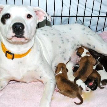 Pet Rescue By Judy - PRBJ saved Nola, "Little Mama" from the kill shelter. Days later she had her litter. - Animal Shelters Near Me - Sanford, Florida Pet Rescue By Judy - PRBJ saved Nola, "Little Mama" from the kill shelter. Days later she had her litter. - Animal Shelters Near Me - Sanford, Florida