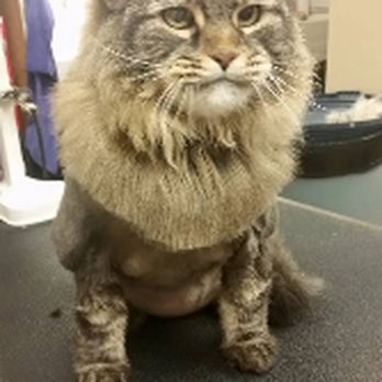 Gentle Groomer - Gentle Groomer - Pet Groomers Near Me - Phoenixville, Pennsylvania Gentle Groomer - Gentle Groomer - Pet Groomers Near Me - Phoenixville, Pennsylvania