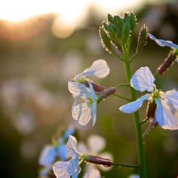 Wildflowers in the sunset at Arana Gulch Wildflowers in the sunset at Arana Gulch