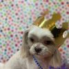 Puppy Love Pet Salon gift card