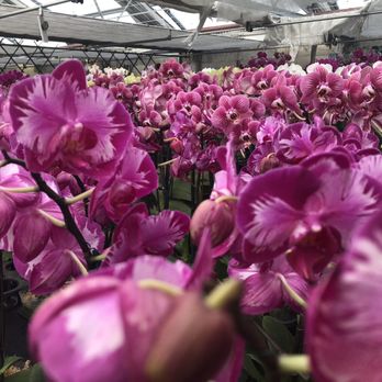 Norman's Orchid Nursery - Nurseries & Gardening Near Me - Montclair, California