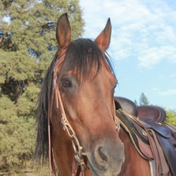 Cherished Partner Horsemanship - Our beloved lesson horse, Dandee.