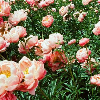 Adelman Peony Gardens - peonies - Nurseries & Gardening Near Me - Salem, Oregon