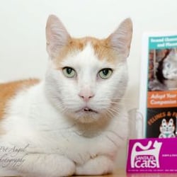 Santa Fe Cats - Buster the Ambassacat
