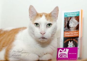 Santa Fe Cats - pet boarding facility in Santa Fe, NM