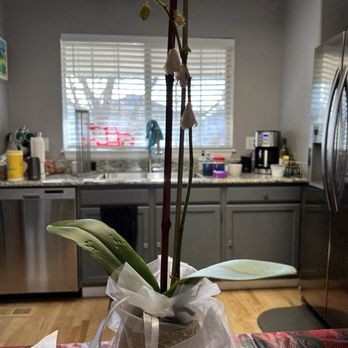 UrbanStems - Don't buy from Urban Stems. Worst customer service ever. - Florists Near Me UrbanStems - Don't buy from Urban Stems. Worst customer service ever. - Florists Near Me