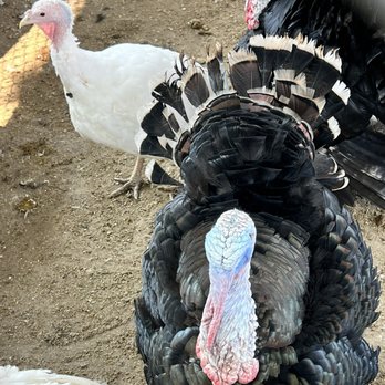 Sunrise Petting Zoo - Turkeys - Petting Zoos Near Me - Waterloo, Iowa Sunrise Petting Zoo - Turkeys - Petting Zoos Near Me - Waterloo, Iowa