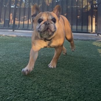 Tails Pet Resort - Outdoor area - Pet Boarding Near Me - Las Vegas, Nevada