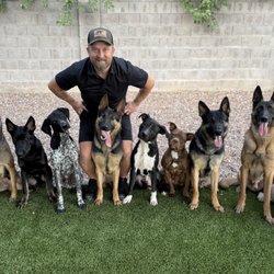 Dog Guru - Dogs in training