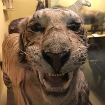 Field Museum - Even stuffed these cats are scary - Museums Near Me - Chicago, Illinois Field Museum - Even stuffed these cats are scary - Museums Near Me - Chicago, Illinois