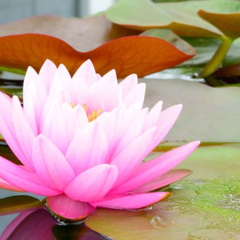 Julie Maya Panda, MA CHT - Hypnosis/Hypnotherapy Near Me - Millbrae, California Julie Maya Panda, MA CHT - Hypnosis/Hypnotherapy Near Me - Millbrae, California