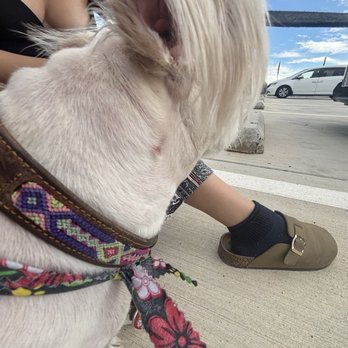 Perky Pooch - The dogs neck fur was cut so short it irritated the skin and you can see the skin. - Pet Groomers Near Me - Victorville, California Perky Pooch - The dogs neck fur was cut so short it irritated the skin and you can see the skin. - Pet Groomers Near Me - Victorville, California