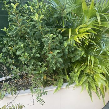 Greenhouse Workspace - More plants - Shared Office Spaces Near Me - New Orleans, Louisiana Greenhouse Workspace - More plants - Shared Office Spaces Near Me - New Orleans, Louisiana