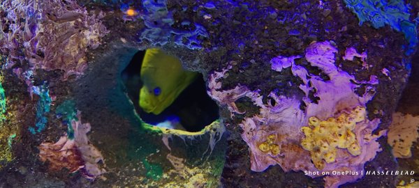 Mote Marine Laboratory & Aquarium by null