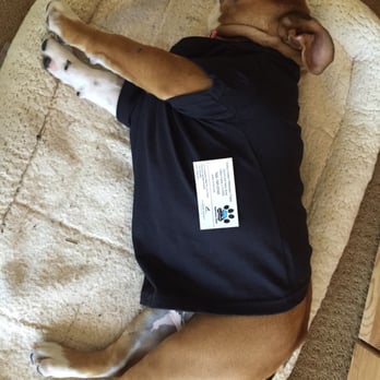Valley Center Veterinary Clinic - Mr. Chandler resting at home in her Jags t-shirt after a day at Valley Center Veterinary Clinic. - Veterinarians Near Me - Valley Center, California Valley Center Veterinary Clinic - Mr. Chandler resting at home in her Jags t-shirt after a day at Valley Center Veterinary Clinic. - Veterinarians Near Me - Valley Center, California