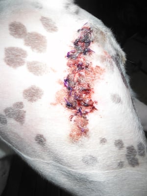 South Congress Veterinary Clinic