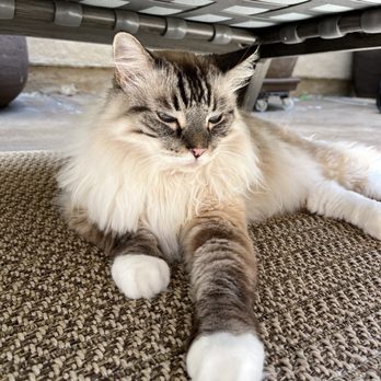 Maid For Your Pet - Oliver chilling after breakfast from pet sitter. - Dog Walkers Near Me Maid For Your Pet - Oliver chilling after breakfast from pet sitter. - Dog Walkers Near Me