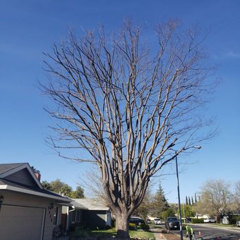 Green View Tree Service - Large tree front of house after pic. - Tree Services Near Me Green View Tree Service - Large tree front of house after pic. - Tree Services Near Me