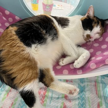 Kitty Bubble Cafe & Bar - Cafes Near Me - Columbus, Ohio
