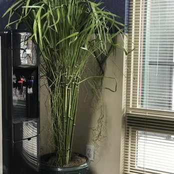 Ent Specialists - I felt calm looking at this plant LOL! - Ear Nose & Throat Near Me - Reno, Nevada