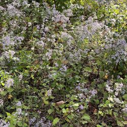 Leonard Harrison State Park - Wildflowers