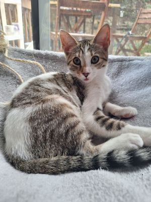 Beaver County Humane Society