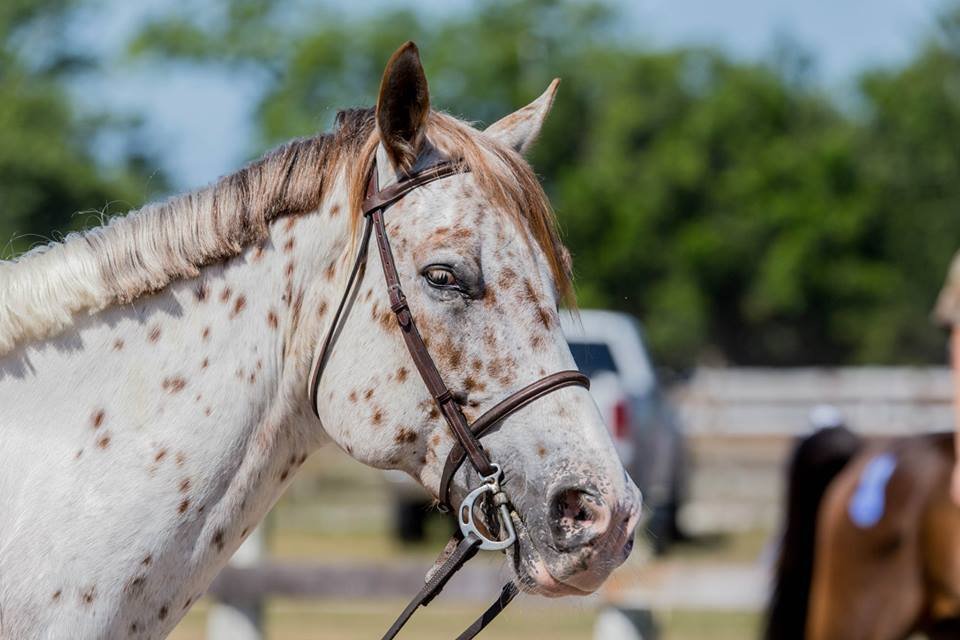 Pinellas Horse - equestrian in Tampa Bay, FL