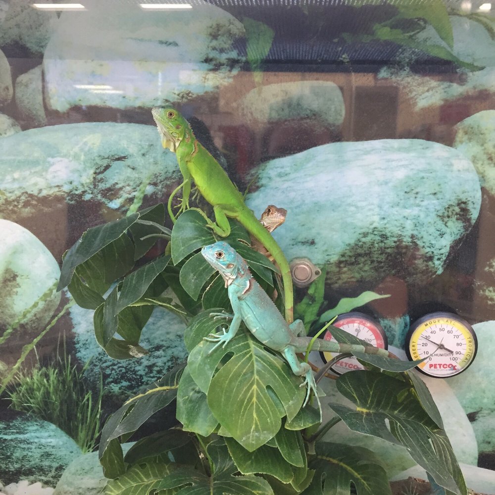 Petco - Such pretty colors! - Pet Stores Near Me - Dublin, California Petco - Such pretty colors! - Pet Stores Near Me - Dublin, California