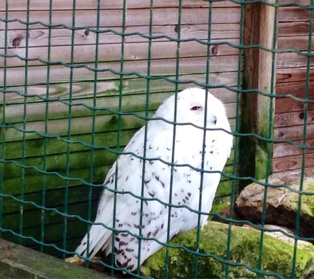 Château des Milandes by null