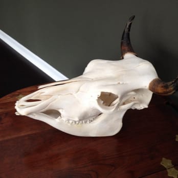 Schondelmayer Skull-Works - Young Steer - Taxidermy Near Me - Hastings, Michigan Schondelmayer Skull-Works - Young Steer - Taxidermy Near Me - Hastings, Michigan