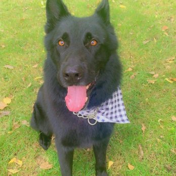 Haute Dog Spa - My German Shepherd after his grooming session at Haute Dog Spa - Pet Groomers Near Me - Edina, Minnesota