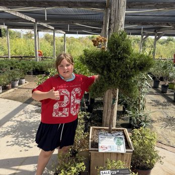 Moon Valley Nurseries - Start shapes tree - Nurseries & Gardening Near Me - Fort Worth, Texas Moon Valley Nurseries - Start shapes tree - Nurseries & Gardening Near Me - Fort Worth, Texas