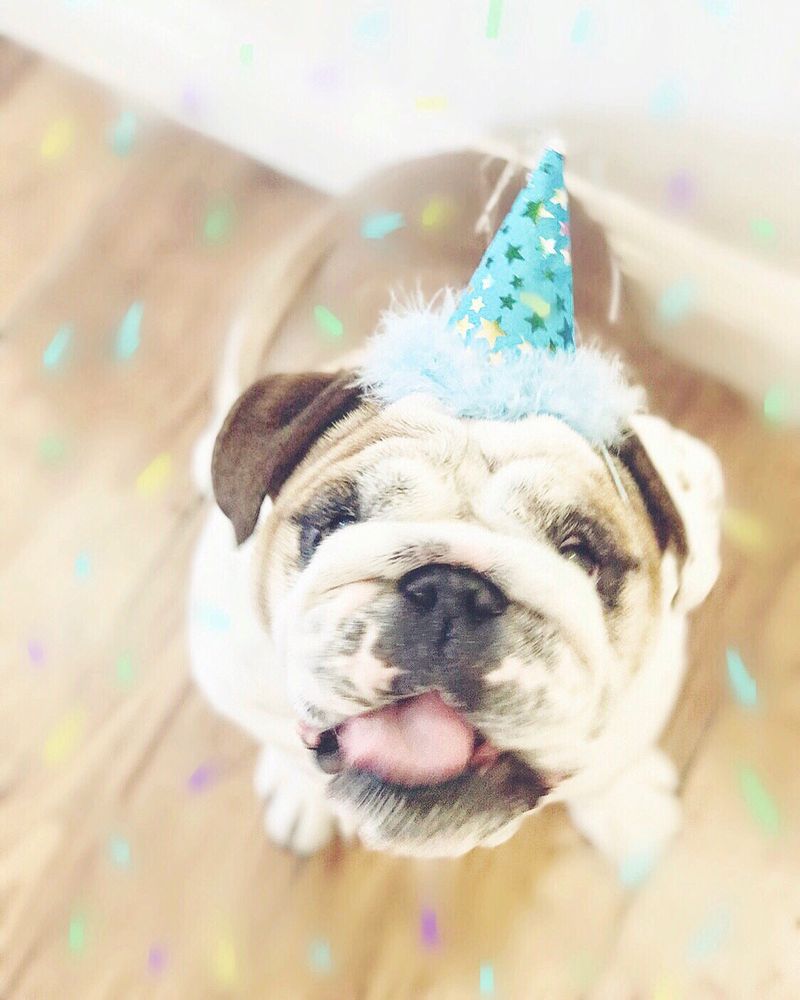 Reviews of ANIMAL HOUSE PET PROS Updated September 2024 18 Photos