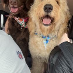 Peek-A-Pet Lodging