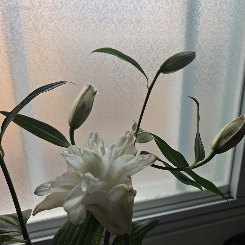 Double lillies. They smell amazing but they were a little brown. Don't really mind tho because they are for me. Double lillies. They smell amazing but they were a little brown. Don't really mind tho because they are for me.