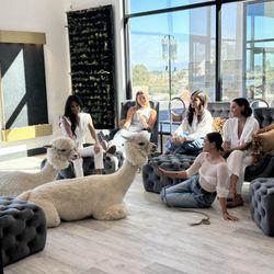 Infuse Zen Med Spa - IV Lounge
