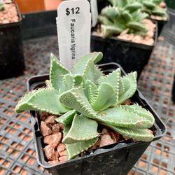 LA Succulents