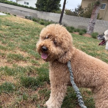 OC Paw House - Pet Sitting Near Me OC Paw House - Pet Sitting Near Me