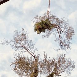 XTreem Tree Services - There is no tree we can't reach!