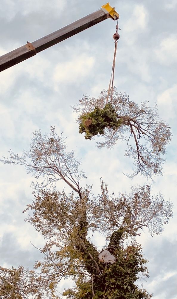 XTreem Tree Services - tree service in Oklahoma City, OK