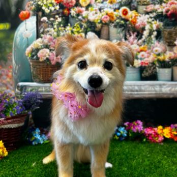 Leashes Pet Salon - Pet Groomers Near Me - North Las Vegas, Nevada Leashes Pet Salon - Pet Groomers Near Me - North Las Vegas, Nevada
