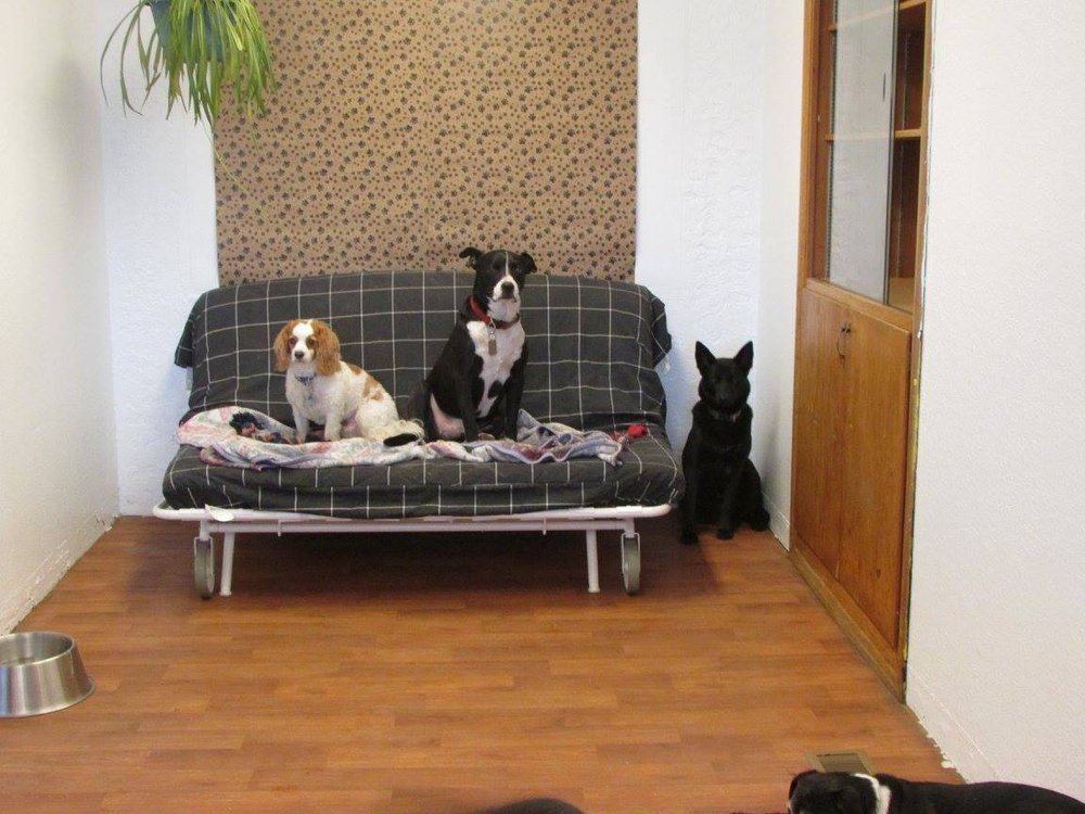 Great Companions - pet boarding facility in Auburn, WA