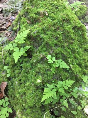 Zona Arqueológica de Muyil by null