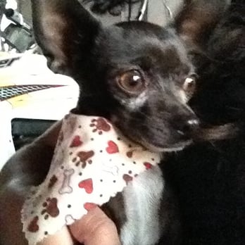 Paw Lounge - Princess lookin pretty after getting freshened up at paw lounge - Pet Groomers Near Me - Westminster, California Paw Lounge - Princess lookin pretty after getting freshened up at paw lounge - Pet Groomers Near Me - Westminster, California