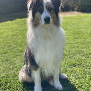 Sandyland Kennels - Pet Boarding Near Me - Tulare, California Sandyland Kennels - Pet Boarding Near Me - Tulare, California
